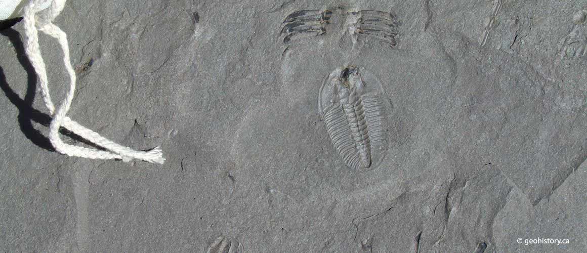 Burgess elrathina trilobite fossil