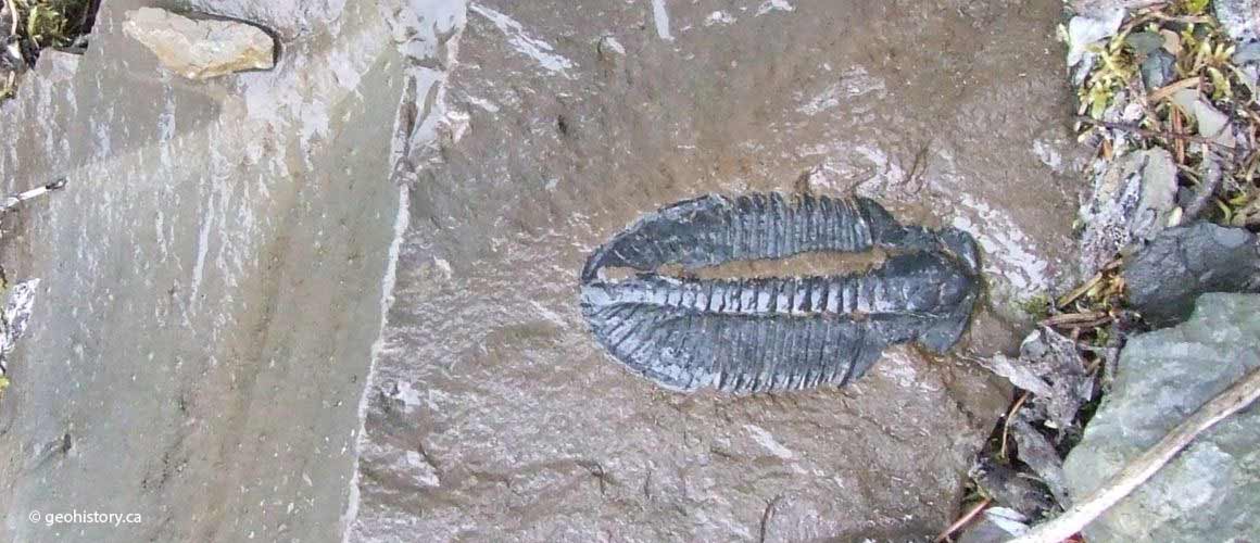 Ogygopsis Trilobite