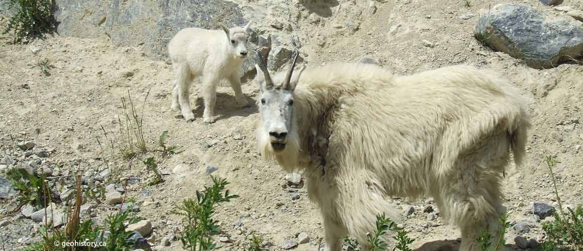 Burgess Shale Mountain Goats