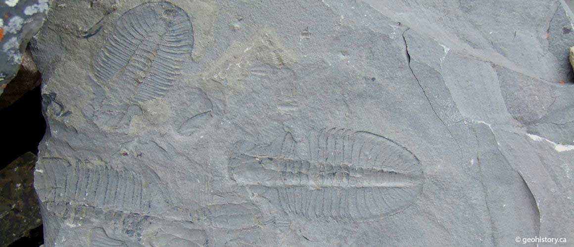 Ogygopsis Trilobite Fossils